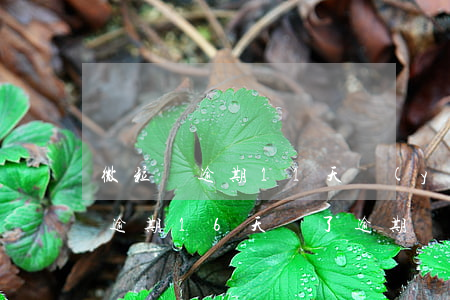 微粒貸逾期11天嚴(yán)重嗎(微粒貸逾期16天還了逾期會(huì)不會(huì)要求還全款)