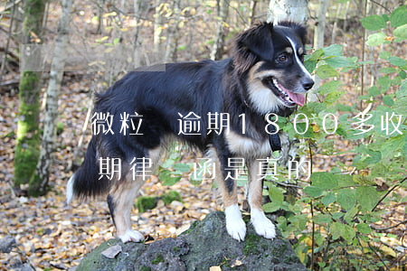 微粒貸逾期1800多收到律師函(微粒貸逾期律師函是真的嗎)