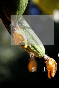 微粒貸逾期1個(gè)月說(shuō)要上門(mén)(微粒貸逾期說(shuō)上門(mén)是真的嗎)