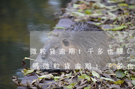 微粒貸逾期1千多也關(guān)了分期嗎(微粒貸逾期1千多也關(guān)了分期嗎安全嗎)