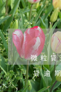 微粒貸逾期1天自動(dòng)扣款(微粒貸逾期會(huì)不會(huì)被秒扣)