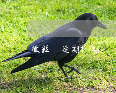 微粒貸逾期1期