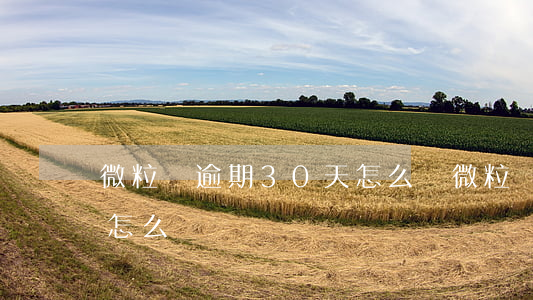 微粒貸逾期30天怎么辦(微粒貸逾期30天怎么辦)