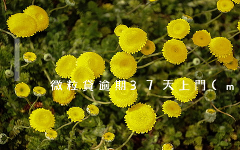 微粒貸逾期37天上門(mén)嗎