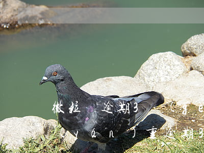 微粒貸逾期3個(gè)月7萬多(微粒貸嚴(yán)重逾期3年了)