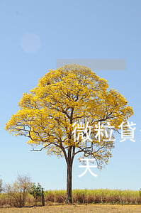 微粒貸逾期42天 2020微粒貸逾期80天
