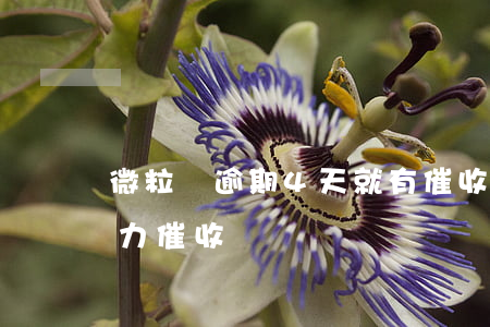 微粒貸逾期4天就有催收(微粒貸逾期兩天暴力催收)