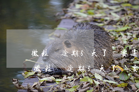 微粒貸逾期5天了說要通知家人算騷擾嗎-微粒貸逾期5天了說要通知家人算騷擾嗎安全嗎