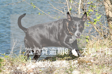 微粒貸逾期81天嗎上征信嗎(微粒貸逾期8天催收會怎樣)