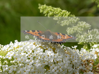 微粒貸逾期81天嗎（微粒貸逾期81天嗎）