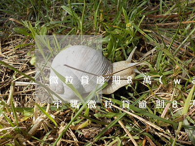 微粒貸逾期8萬(wàn)會(huì)坐牢嗎(微粒貸逾期8天后還款額度會(huì)不會(huì)被降)