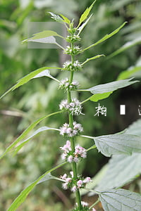 微粒貸逾期90天（微粒貸逾期81天）