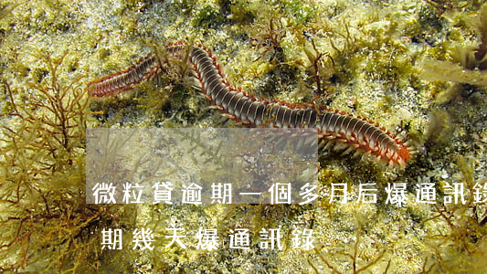 微粒貸逾期一個多月后爆通訊錄-微粒貸逾期幾天爆通訊錄?