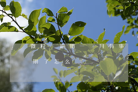微粒貸逾期一個月有事嗎(微粒貸逾期一個星期了怎么辦)