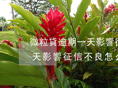微粒貸逾期一天影響征信不良(微粒貸逾期一天影響征信不良怎么辦)
