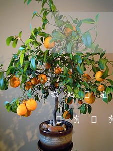 微粒貸逾期一天沒有利息(微粒貸逾期幾個小時有沒有影響)