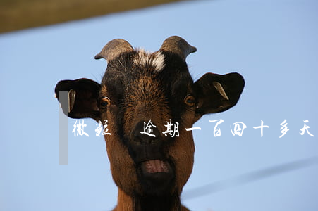 微粒貸逾期一百四十多天(微粒貸逾期半年,4萬)