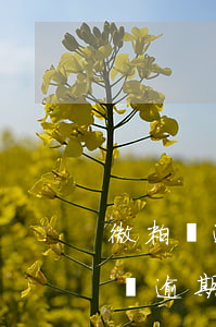 微粒貸逾期了能協(xié)商還款嗎 微粒貸逾期了能協(xié)商還款嗎
