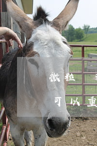 微粒貸逾期了能讓重組嗎(微粒貸逾期過多久可以重新使用)