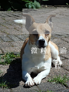 微粒貸逾期了說后續(xù)會通知村委會-微粒貸逾期會給村委會打電話嗎