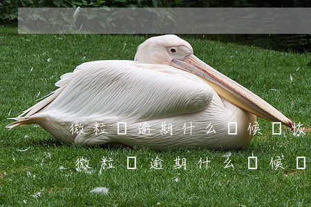 微粒貸逾期什么時候會恢復(fù)額度-微粒貸逾期什么時候會恢復(fù)額度呢