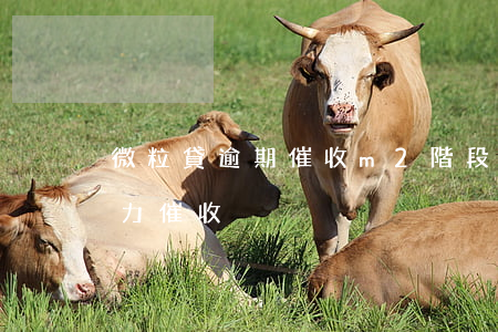 微粒貸逾期催收m2階段(微粒貸逾期兩天暴力催收)
