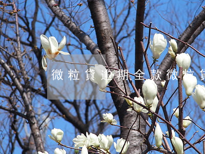 微粒貸 逾期 全款(微粒貸逾期還全款)