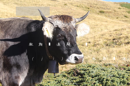 微粒貸逾期八萬(wàn)正確還法如何計(jì)算-微粒貸逾期八萬(wàn)正確還法如何計(jì)算利息