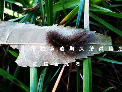 微粒貸逾期凍結微信怎么辦(微粒貸逾期凍結微信合法嗎)