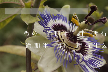 微粒貸逾期半個月處理有什么影響-微粒貸逾期半個月處理有什么影響嗎