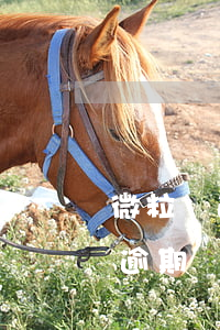 微粒貸逾期協(xié)商可減免嗎(微粒貸逾期違約金可以減免嗎)