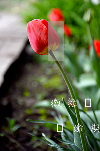 微粒貸逾期取消分期了,需一次性付款-微粒貸逾期取消分期了,需一次性付款嗎