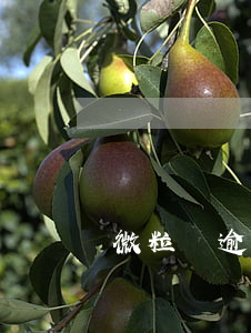 微粒貸逾期可以開借唄嗎(微粒貸難開還是借唄難開)
