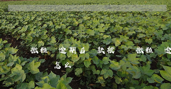 微粒貸逾期后還款被凍結(微粒貸逾期把微信凍結怎么辦)