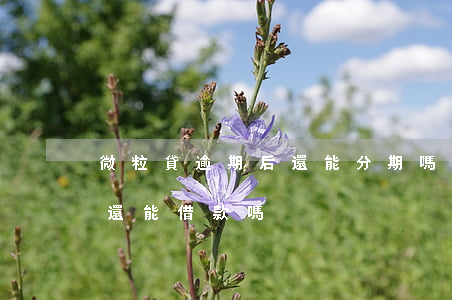 微粒貸逾期后還能分期嗎(微粒貸逾期還清后還能借款嗎)