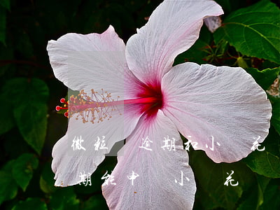 微粒貸逾期和小鵝花錢還能用嗎-微粒貸逾期 能申請小鵝花