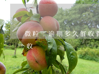 微粒貸逾期多久催收(微粒貸逾期會怎么樣催收)