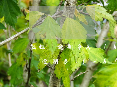 微粒貸逾期多久會(huì)套路貸款(微粒貸逾期多長(zhǎng)時(shí)間會(huì)起訴)