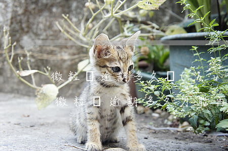 微粒貸逾期多久會(huì)爆發(fā)(微粒貸逾期多久才能再借)