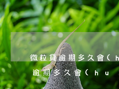 微粒貸逾期多久會(huì)被催收(微粒貸逾期多久會(huì)被催收)