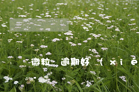 微粒貸逾期好協(xié)商分期還本金嗎-