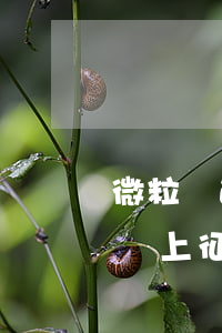 微粒貸逾期幾天可以嗎(微粒貸逾期幾天可以嗎上征信嗎)