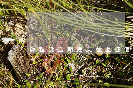 微粒貸逾期幾天會上征信