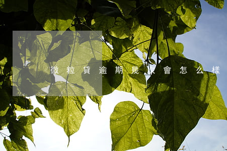 微粒貸逾期幾次會怎么樣(微粒貸能逾期么)