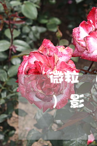 微粒貸逾期征信受影響嗎(微粒貸會(huì)影響個(gè)人征信嗎)