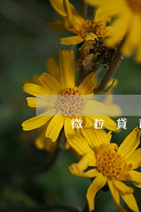微粒貸逾期很久可以通融(微粒貸可以貸多久)