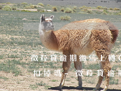 微粒貸逾期微信上轉(zhuǎn)入賬會扣掉嗎-微粒貸逾期后微信錢包里的錢會被扣除么