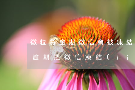 微粒貸逾期微信會被凍結(jié)(微粒貸逾期把微信凍結(jié)怎么辦)