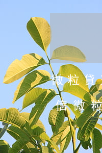 微粒貸逾期微信沒(méi)有微粒貸了(微信微粒貸怎么沒(méi)有了)