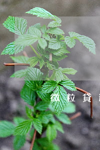 微粒貸逾期微信被盜